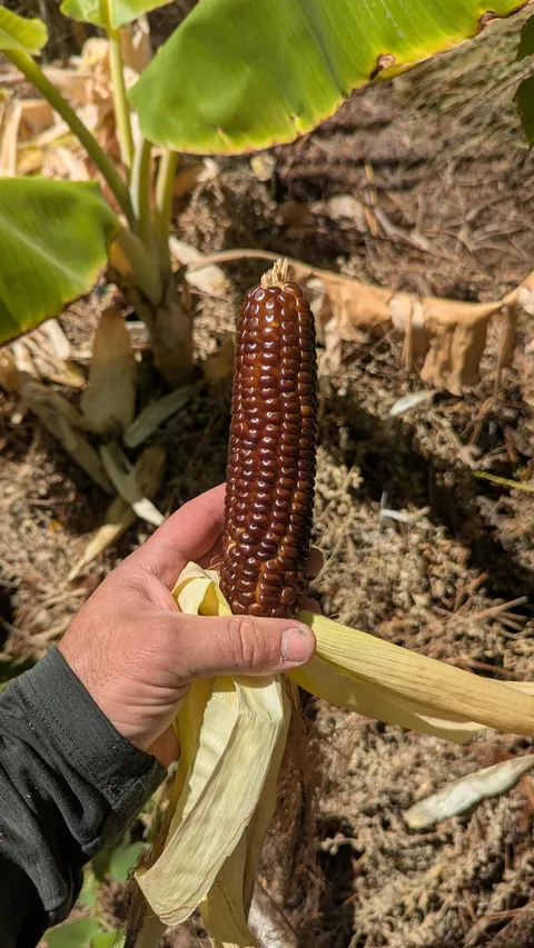 This corn landrace is as old as the Egyptian pyramids. I'm a gardening teacher, and I grew some for my students as a lesson in both history and horticulture.