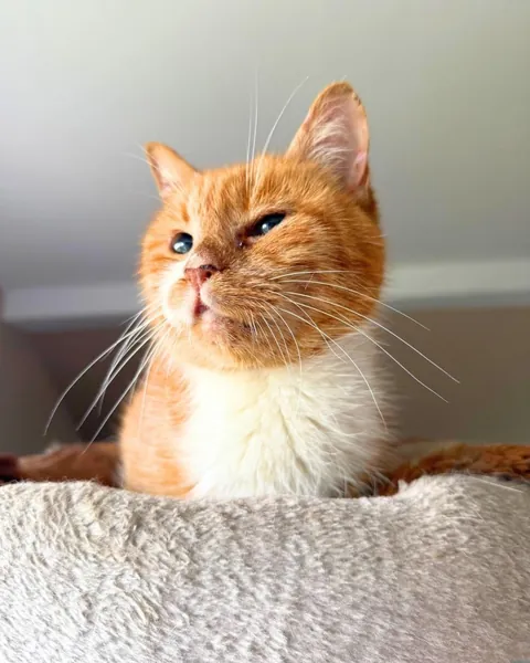 Yolanda is always so happy when I visit her at the cat hospice. Other hospice cats are included