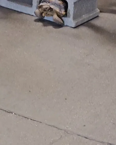 Tortoise got stuck in a cinder block