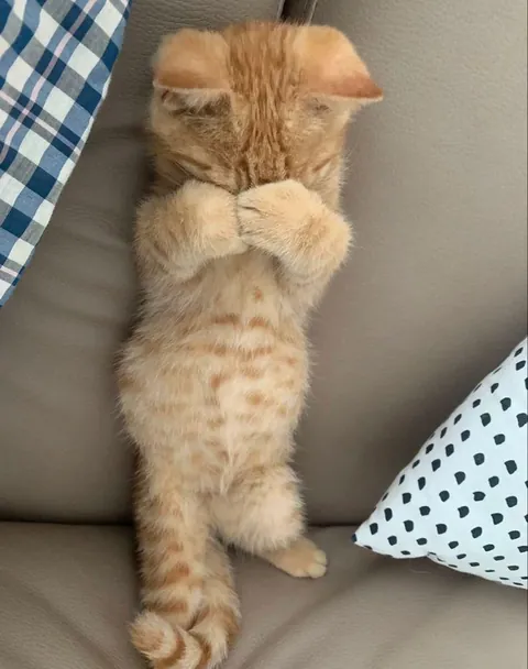 If I can’t see you, maybe you can’t see me