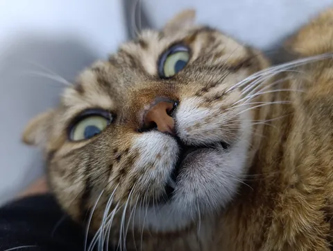 Ladies and Gents, meet Pixel.