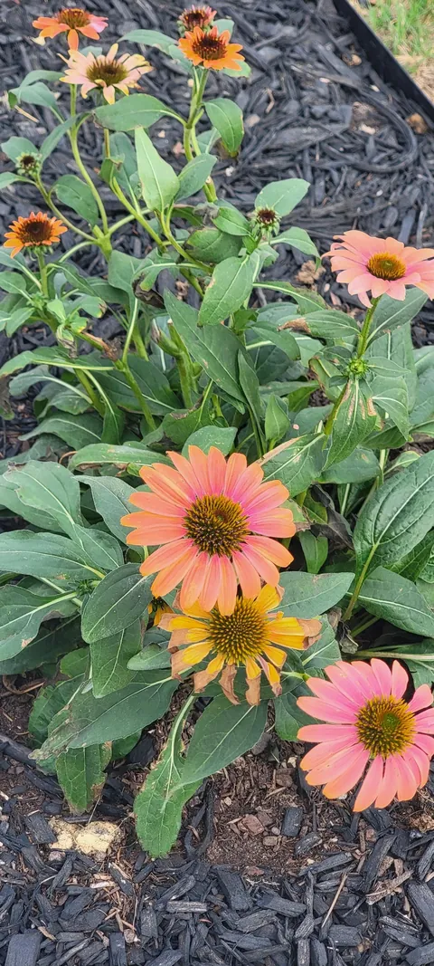 Why do these flowers not bloom as nice as when I first bought them?