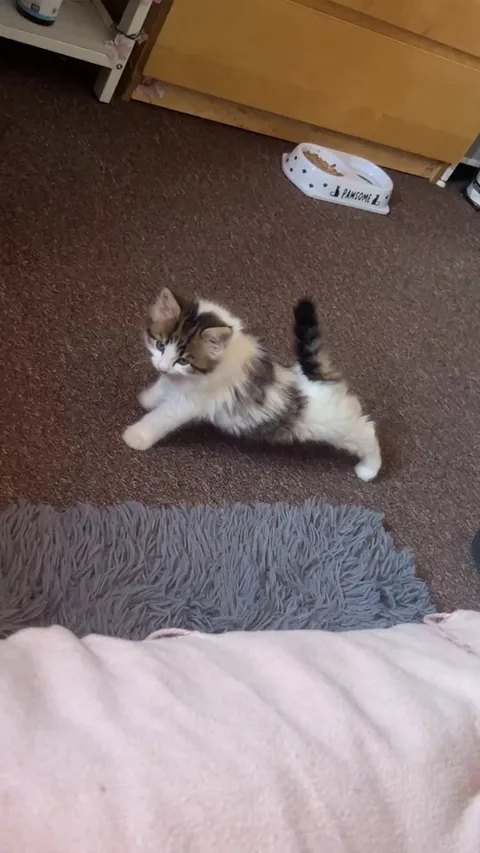 Does this look like an 8-week old kitten?