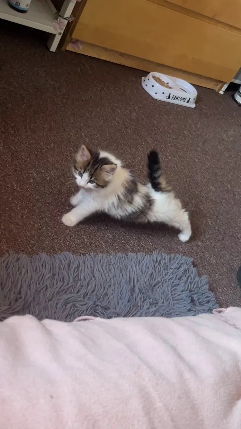 Does this look like an 8-week old kitten?