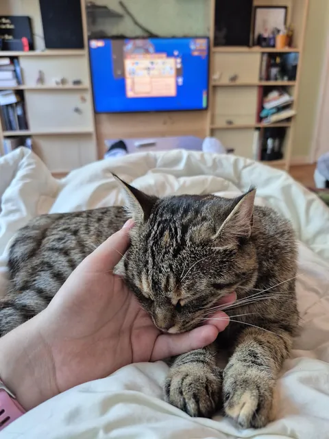 She fell asleep on my hand so the videogame had to wait 🤭