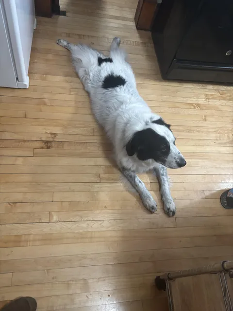 Got a beautiful bear rug for Black Friday!