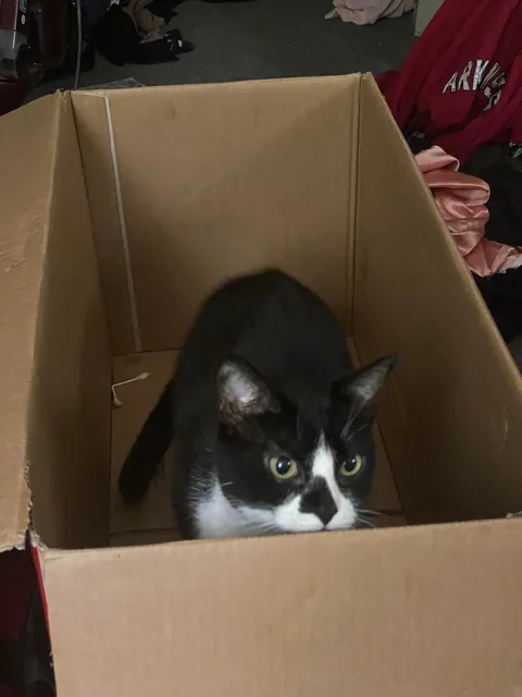 Sake &amp; her box