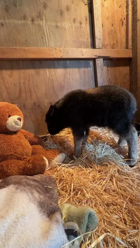 Brooks The Baby Musk Ox From The Alaska Wildlife Conservation Center