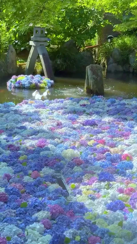 The sight of ducks walking on Hydrangea petals 🦆