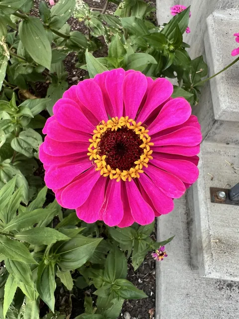 I am satisfied with how even and symmetrical this zinnia turned out