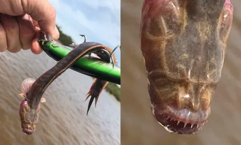 Man catches “sea monster” in Australia with no eyes and sharp teeth