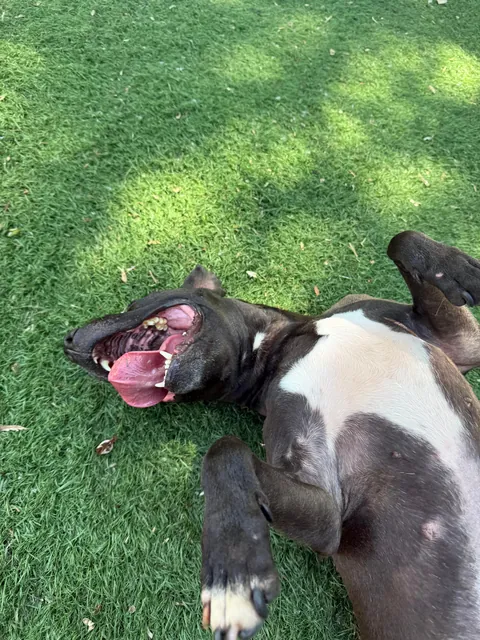 The update everyone’s been waiting for: We met Waffles 🧇 &amp; she was adorable.