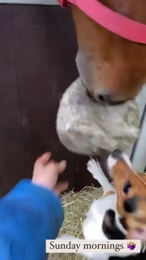 Unexpected besties: dog vs horse edition