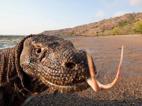 🔥A Komodo dragon sticking its tongue out.
