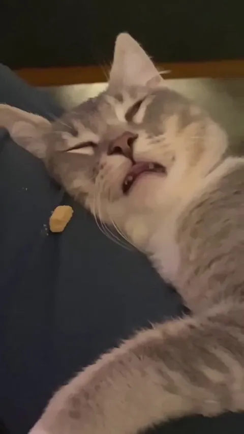 I tried the treat thing with my sleeping cat
