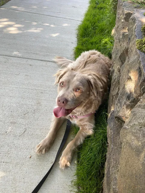 My (Literally) Rare Fluffy Pittie