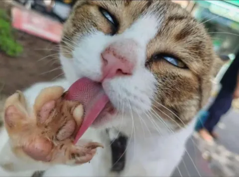 My friend said he had to preserve this moment for his cat, so I made it out of clay!