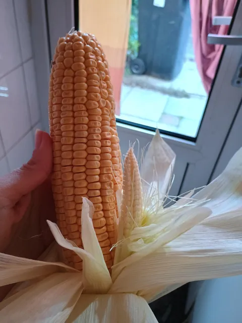 My corn has it own corn.