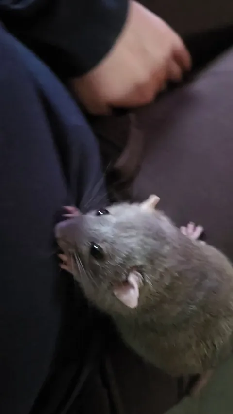 Jimily sniffing me because I touched other females rats!