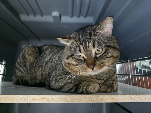 New friend at our shelter, the handsome Gérard.