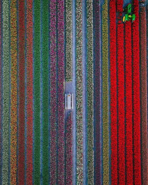 A glimpse of what Tulip season in the Netherlands look like