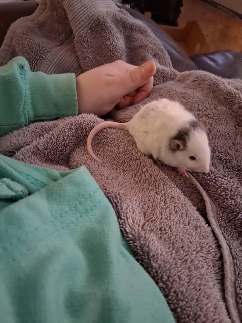 Is my new baby, Coconut 🥥 a curly hair rat?