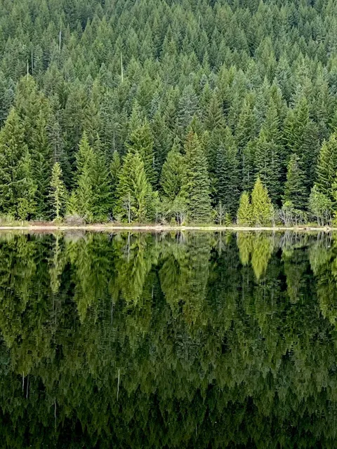 ITAP of trees reflecting in a still lake