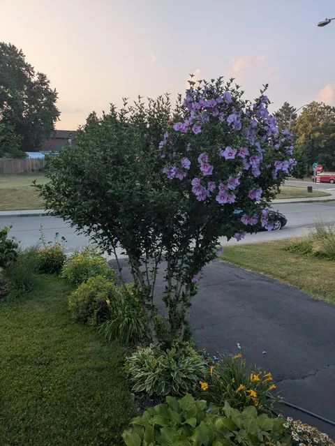 Half of my Rose of Sharon is in full bloom while the other half, not s'much