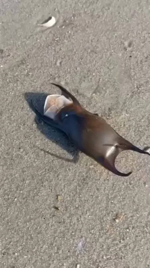 🔥 A young stingray hatching on Norderney beach. After the recording stopped, the little stingray was put deeper into the sea, where he could escape in peace without any predators.