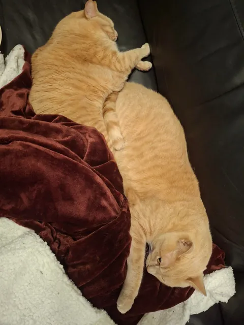 My babies, Zapp and Kif