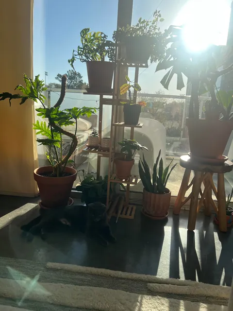 Rescued her only 72 hours ago. Meet Denim