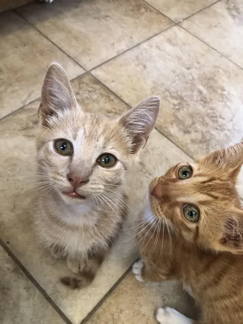 Found kittens, shelter told me to throw them back outside, what do I do