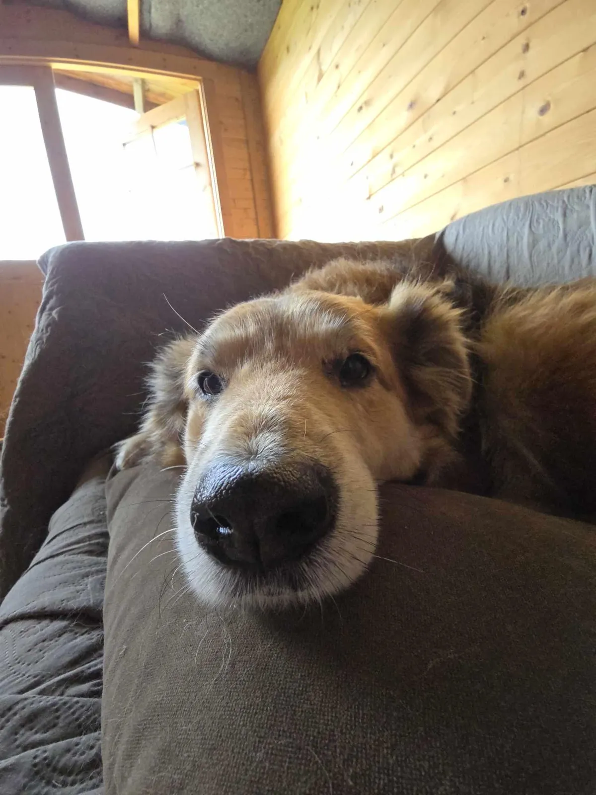 I know you wan't to push this nose ! Aragon, 12 years old, rescued from euthanasia