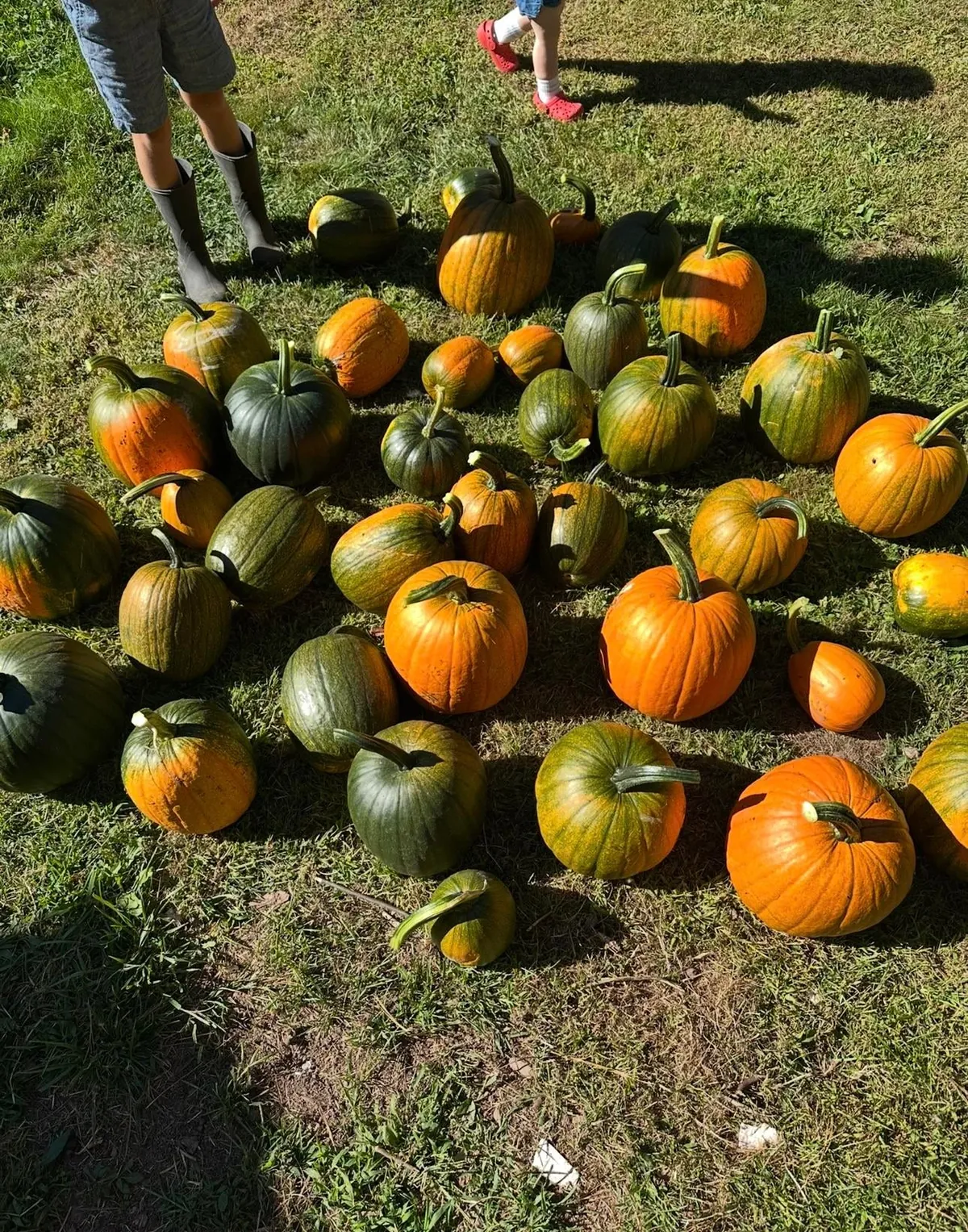 One of our chickens pooped out a pumpkin seed and planted our first pumpkin patch. The kids couldn’t wait to display our haul.