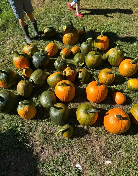 One of our chickens pooped out a pumpkin seed and planted our first pumpkin patch. The kids couldn’t wait to display our haul.