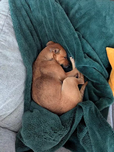 He helps me live a healthy life, both physically and mentally. He’s my little potato, Hector☺️🐕