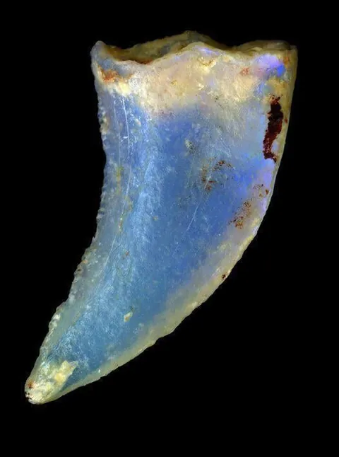 🔥 Opalized Fossils 🔥