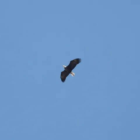About 100,000 attended the No Kings protest in St. Paul, Minnesota, including a bald eagle