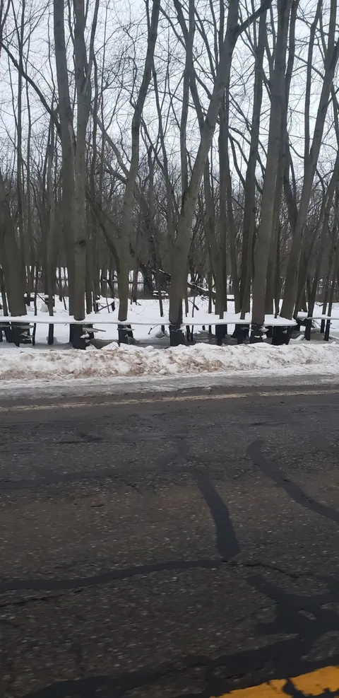 The river by me flooded, then froze, then the water receded leaving these hovering ice shelves on the trees