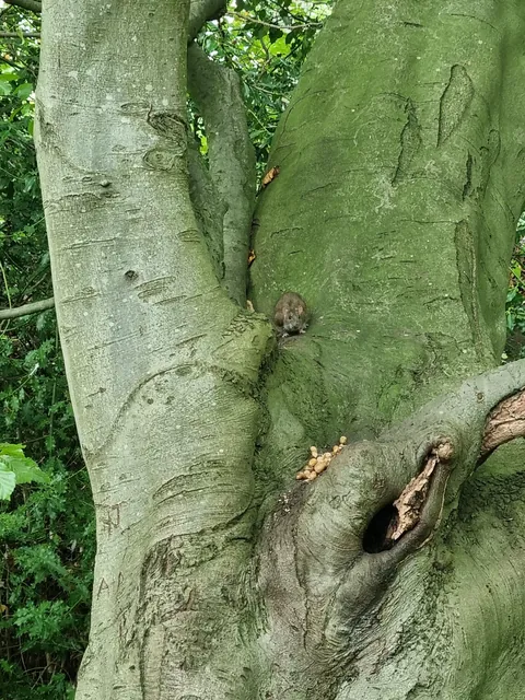 Not pet rats, but hope you guys appreciate this lil cutie and her acorns.