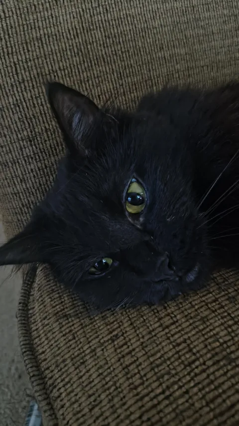 What was the most recent thing you did that upset your cat?