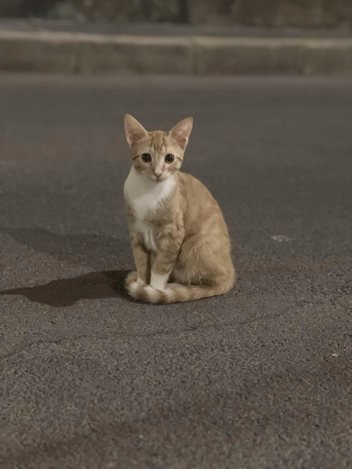 Should I take him inside?