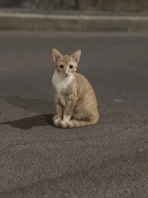 Should I take him inside?