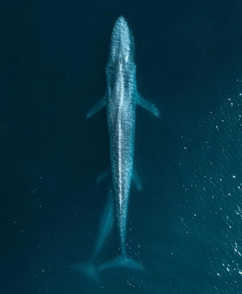 🔥 Blue whale mother and calf