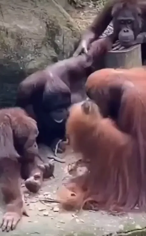 An Orangutan teaching others tool usage