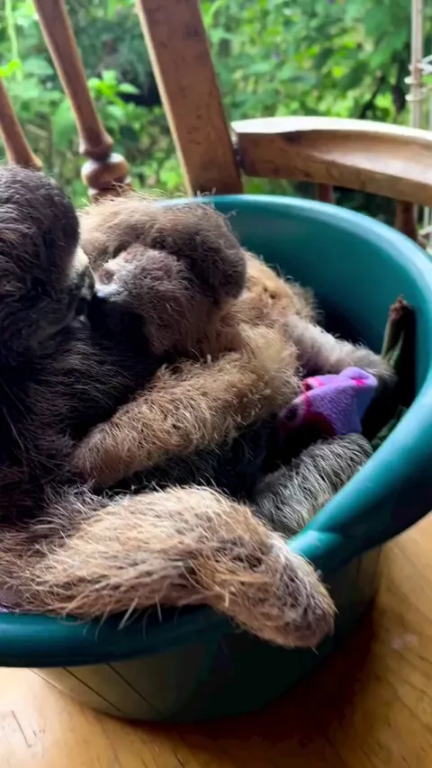 Two orphaned sloths have become best friends