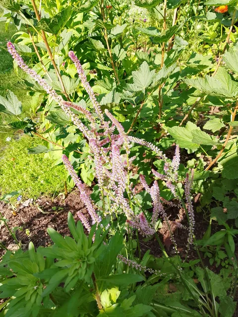 Summer flowers