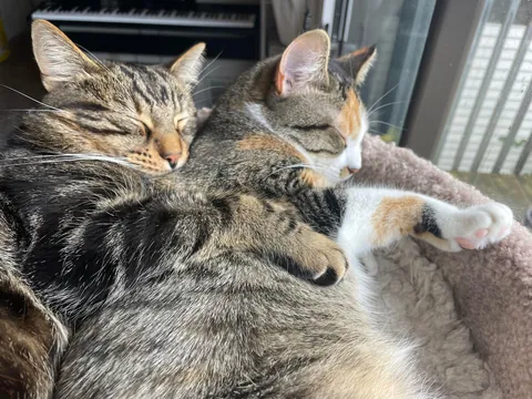 Got my boy a little sister. I think they’re happy together ❤️