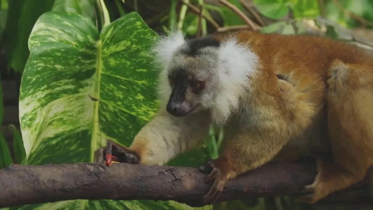🔥 Lemurs get high by biting cyanide secreting millipedes