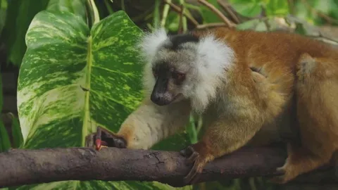 🔥 Lemurs get high by biting cyanide secreting millipedes